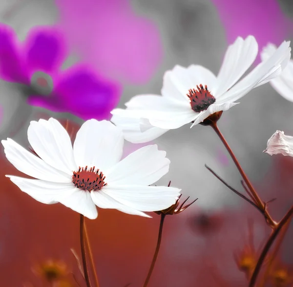 Weiße Blumen Hintergrund — Stockfoto