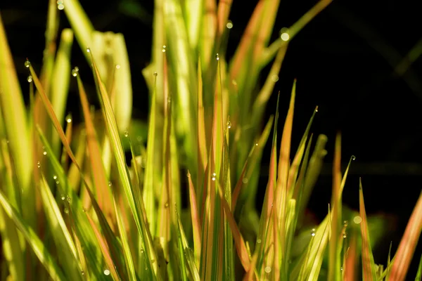 Wet Leaves Close up Background — Stock Photo, Image