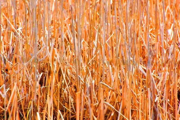 乾いた草フィールド — ストック写真