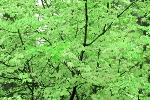 Grün Herbst Baum Hintergrund — Stockfoto
