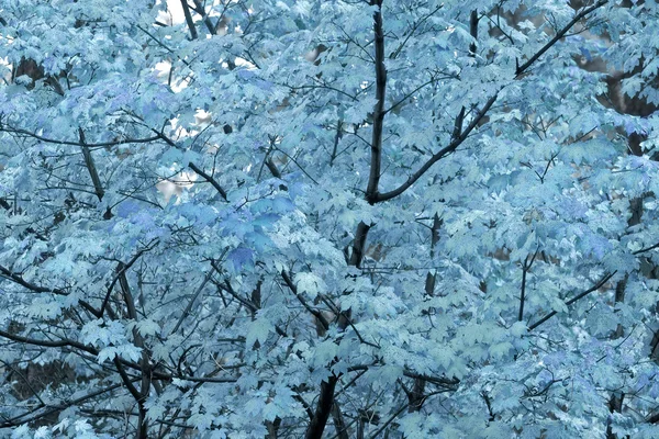 秋の木の背景 — ストック写真