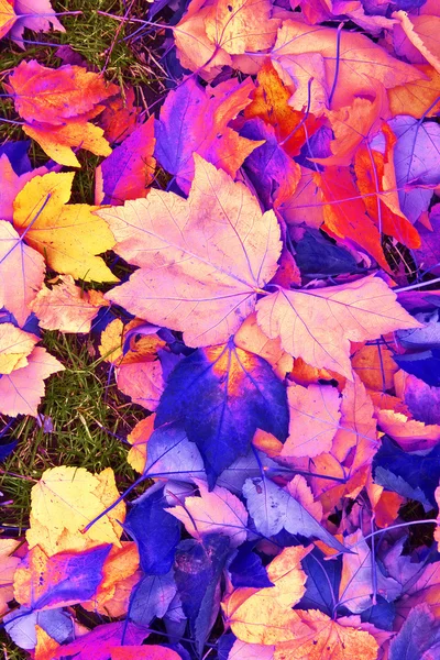 Sonbahar renkli yapraklar arka plan — Stok fotoğraf