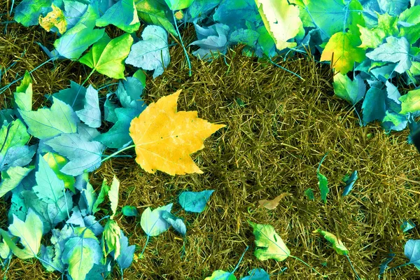 カエデの葉を草の背景に — ストック写真