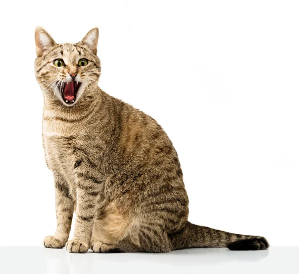 Emocjonalny kota domowego — Zdjęcie stockowe