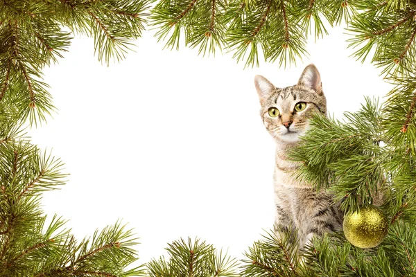 Kerstkaart met kat — Stockfoto