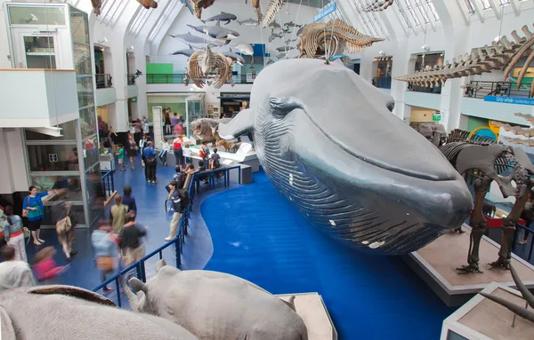 London, Naturkundemuseum — Stockfoto