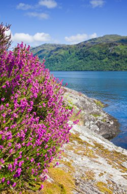 Scottish summer landscape with lake