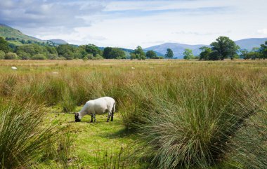 loch tay ve izdiham arasındaki sulak düz üzerinde otlatma koyun