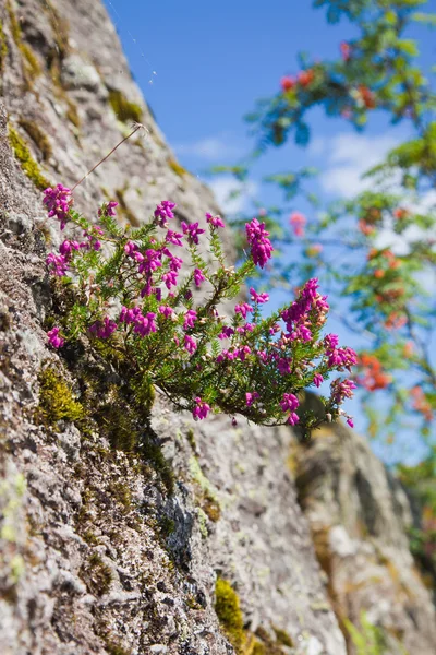 Schotland, zomer landschap — Stockfoto