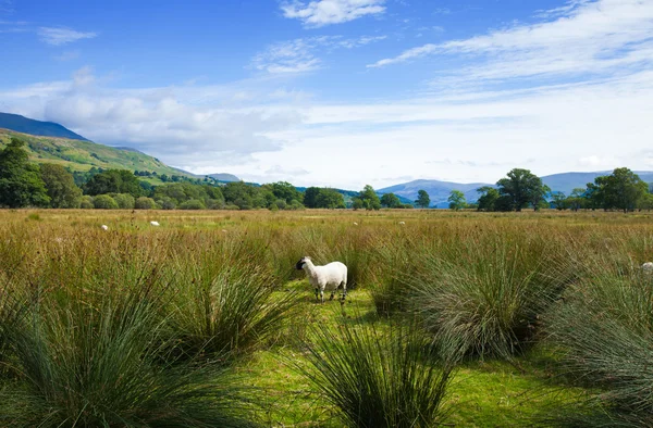 Loch tay ve izdiham arasındaki sulak düz üzerinde otlatma koyun — Stok fotoğraf