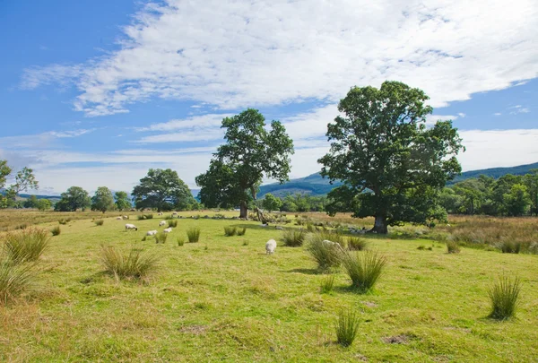 Овцы пасутся на болотистой равнине между Лох-Таем и слиянием — стоковое фото