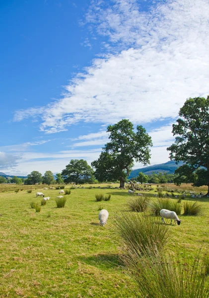 Op moerassige vlakte tussen loch tay en samenvloeiing van grazende schapen — Stockfoto