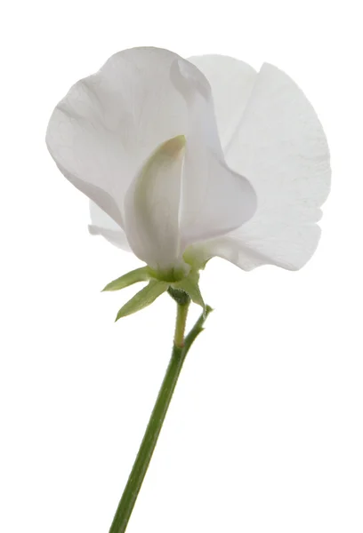 Groszek kwiat, pojedyncze, białe tło — Zdjęcie stockowe