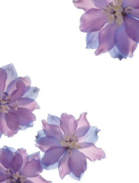 Borda de flores delphinium translúcido, fundo branco puro — Fotografia de Stock