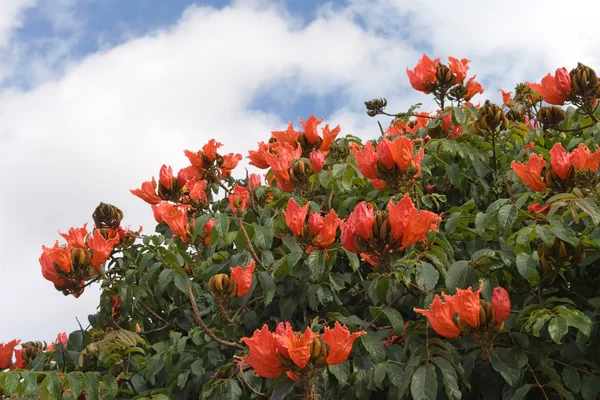 Spathodea campanulata, tulipano aftricano, in fiore — Foto Stock