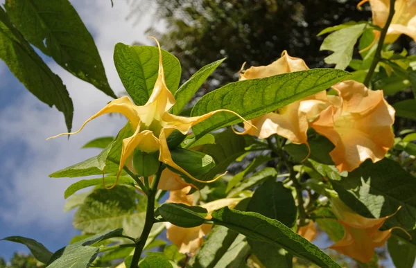 Brugmansia aurea —  Fotos de Stock