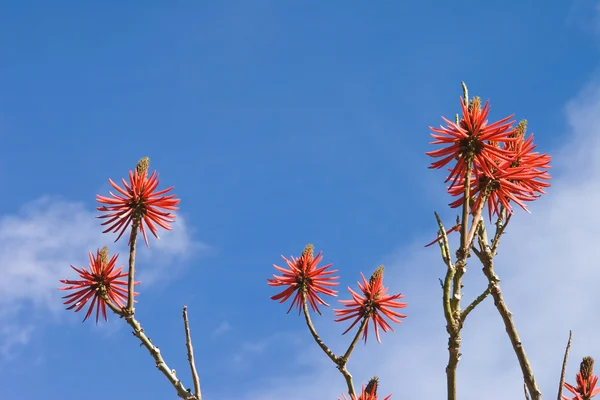 Árbol de coral con flores (Erythrina), cielo azul —  Fotos de Stock