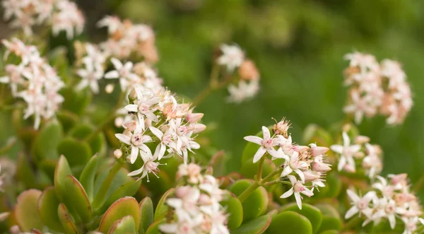 Kwitnienia crassula ovata — Zdjęcie stockowe