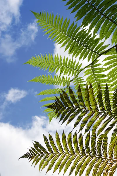 Fern opouští modrou oblohu — Stock fotografie