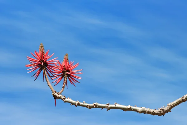 Albero di corallo fiorito, cielo blu — Foto Stock