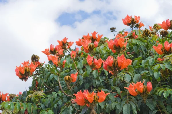 Spathodea campanulata (Árbol de la Fuente, "Árbol del tulipán africano", Fla — Foto de Stock