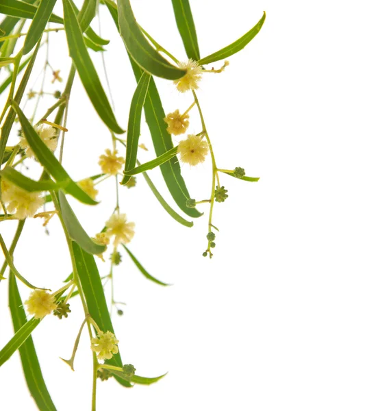 Acacia branches with flowers — Stock Photo, Image