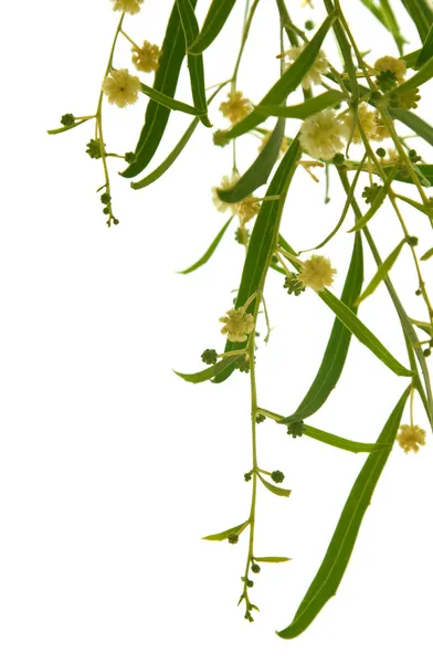 Acacia grenar med blommor — Stockfoto
