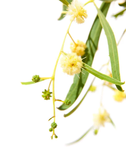 Acacia grenar med blommor — Stockfoto