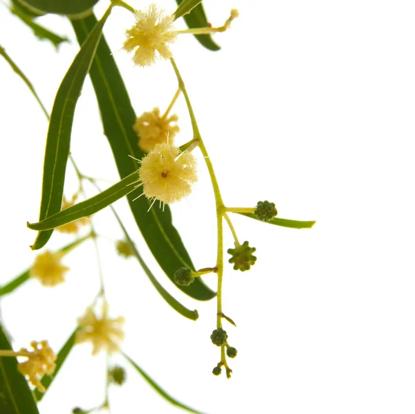 Acacia branches with flowers — Stock Photo, Image