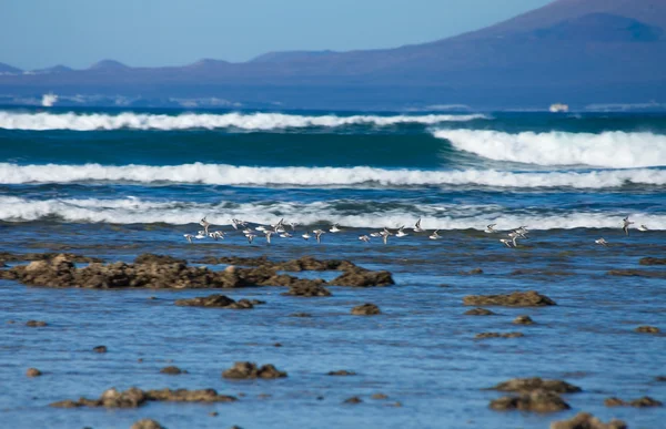 Pohled z fuervetentura na lanzarote — Stock fotografie