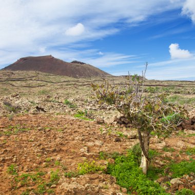 İç kısımda fuerteventura, malpais de la arena