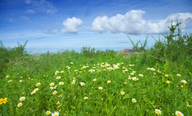 Krizantem coronarium bloom fuerteventura üzerinde yağmurlar sonra