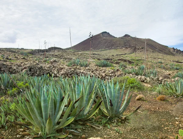 Inland Fuerteventura, Malpais de la Arena — Stock Photo, Image