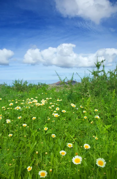 Chrysanthemen-Koronarium blüht nach Regen auf Fuerteventura — Stockfoto