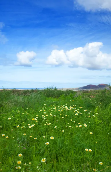 Crisantemo coronario florece en Fuerteventura después de las lluvias —  Fotos de Stock