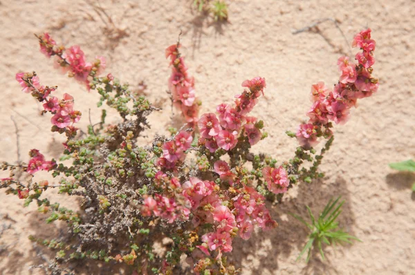Salsola divaricata florida — Fotografia de Stock