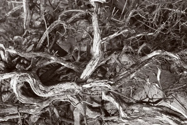 Φυσικό υπόβαθρο των κλάδων ξηρό croocked μπερδεμένα — Φωτογραφία Αρχείου