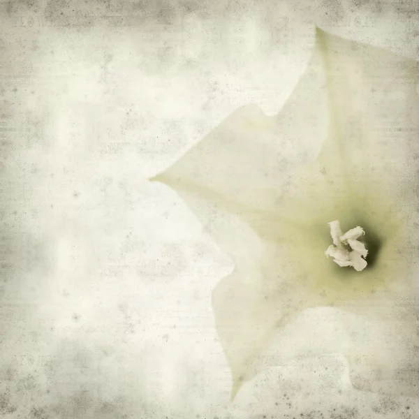 Getextureerde oud papier achtergrond met datura bloem — Stockfoto