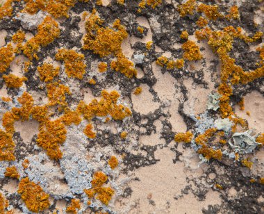 kum, taş ve liken doğal arka plan