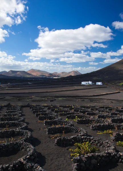 La Geria, Lanzarote — Stock Photo, Image