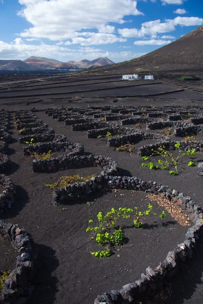 La Geria, Lanzarote — Stockfoto