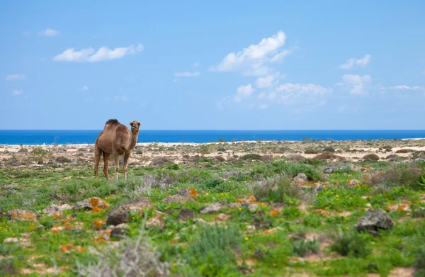 Dromedary enjoying greens of winter, sand dunes and ocean in the — Stock Photo, Image