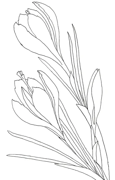 Desenho de flores — Fotografia de Stock