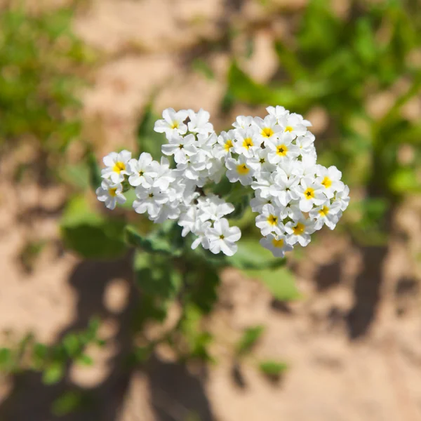 Heliotropio ramosissimum — Foto de Stock