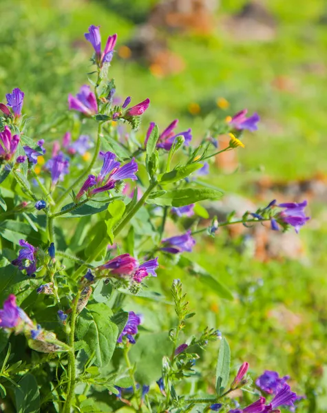 Echium bonnetii — Stock Photo, Image