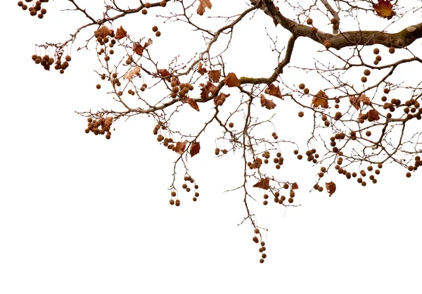 平面木の枝 — ストック写真