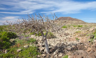 İç kısımda fuerteventura;