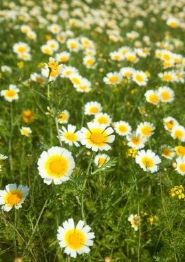 çiçek çelenk krizantem