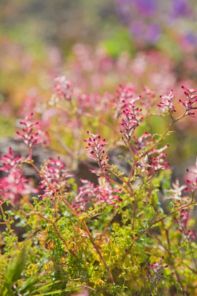 Kvetoucí fumaria, fumitory — Stock fotografie