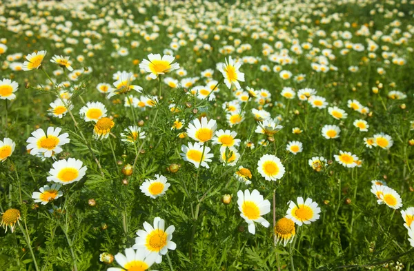 Kwitnienia garland chryzantemy — Zdjęcie stockowe